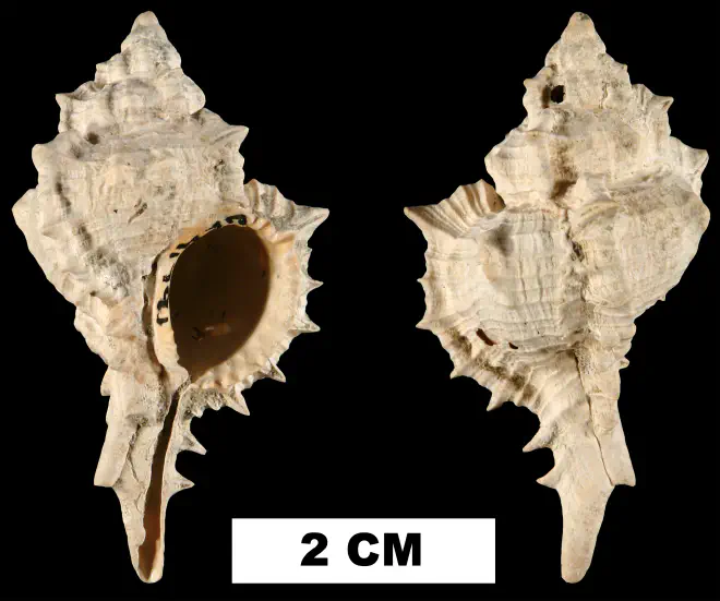 Siratus chipolanus from the Early Miocene Chipola Fm. of Calhoun County, Florida (UF 41791).