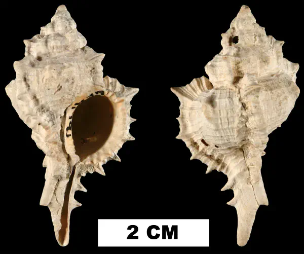 Siratus chipolanus