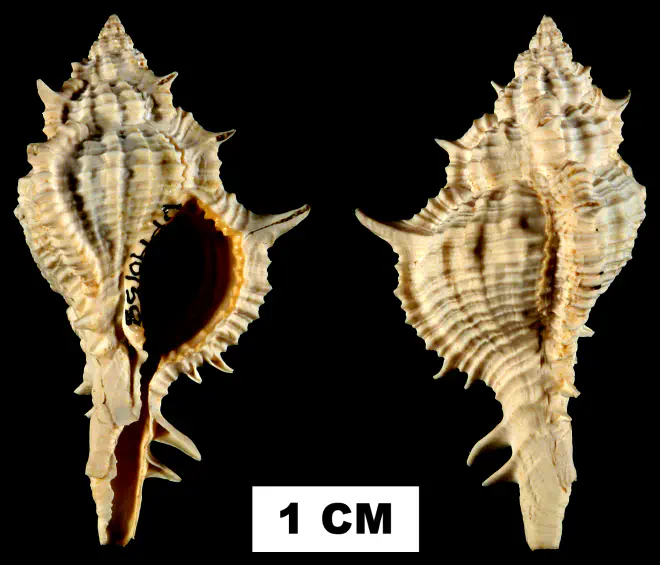 Siratus juliagardnerae from the Early Miocene Chipola Fm. of Calhoun County, Florida (UF 140158).