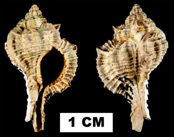 Siratus sextoni