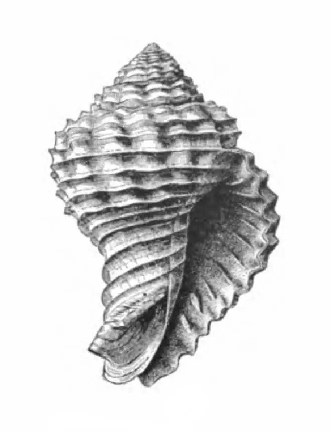 Specimen of Solenosteira mengeana figured by Dall (1890, pl. 9, fig. 1); 24.0 mm in length.