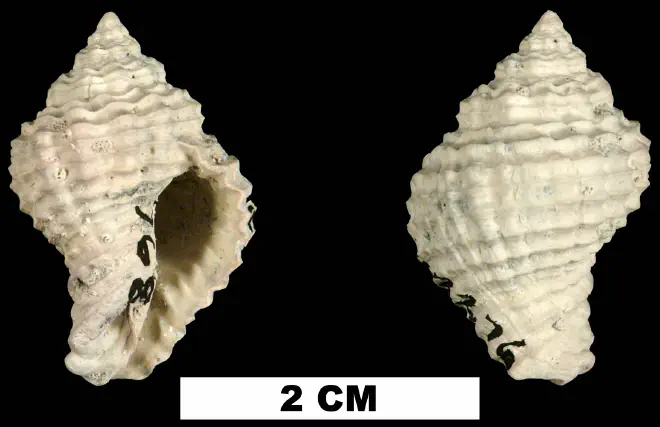 Solenosteira mengeana from either the Early Pleistocene Caloosahatchee Fm. or Middle Pleistocene Bermont Fm. of Glades County, Florida (UF 202276).