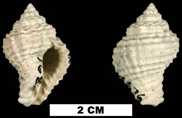 Solenosteira mengeana