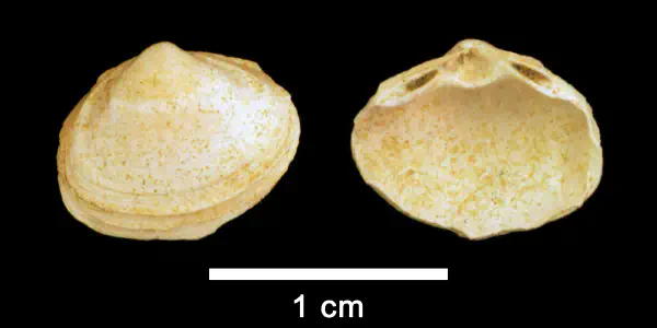 Spisula confraga