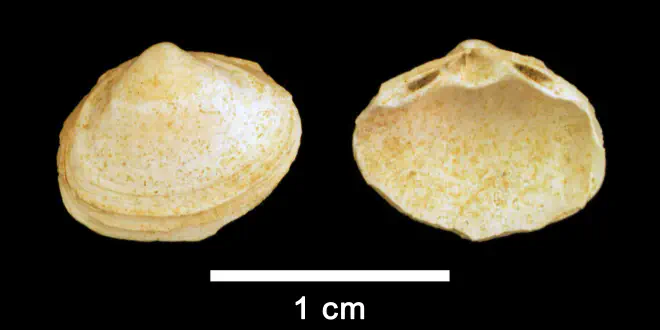 Spisula confraga from the Pliocene Yorktown Fm. (Sunken Meadow Member) of Frederick County, Virginia (SDSM 109755).