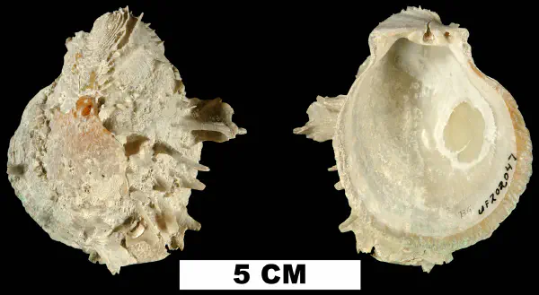 Spondylus americanus