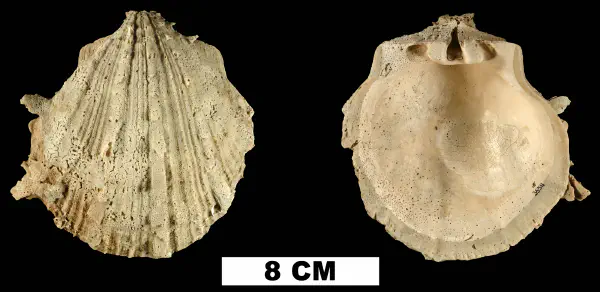 Spondylus bostrychites