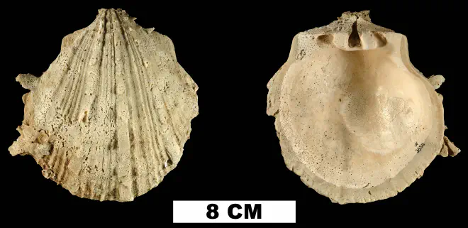 Spondylus cf. bostrychites from the Plio-Pleistocene (formation unknown) of Sarasota County, Florida (UF 35511).