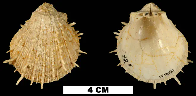 Spondylus chipolanus from the Early Miocene Chipola Fm. of Calhoun County, Florida (UF 14050).