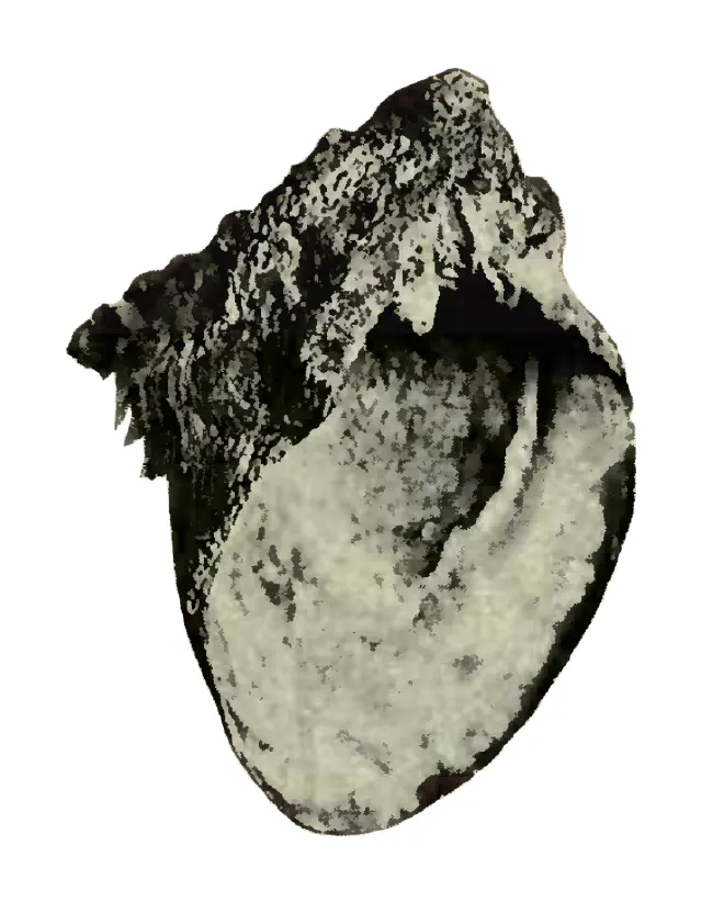 Specimen of Spondylus rotundatus figured by Heilprin (1886, pl. 14, fig. 33); 3.5 in. in length.