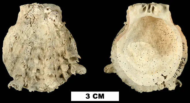 Spondylus rotundatus from the Plio-Pleistocene (formation unknown) of Sarasota County, Florida (UF 34942).