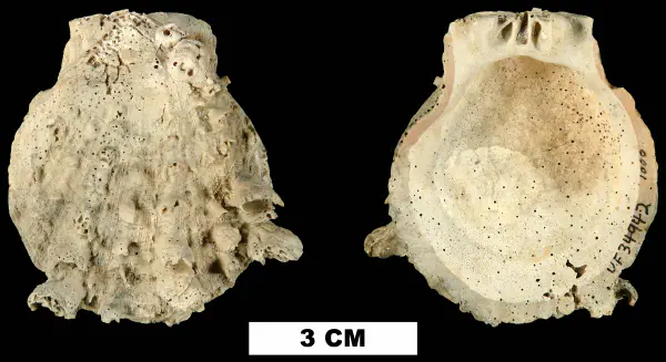 Spondylus rotundatus