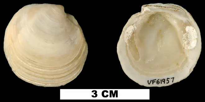 Stewartia floridana from the Late Pliocene Tamiami Fm. (Pinecrest Beds) of Highlands County, Florida (UF 61957).
