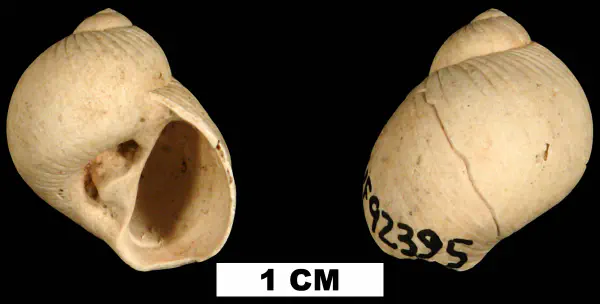 Stigmaulax polypum