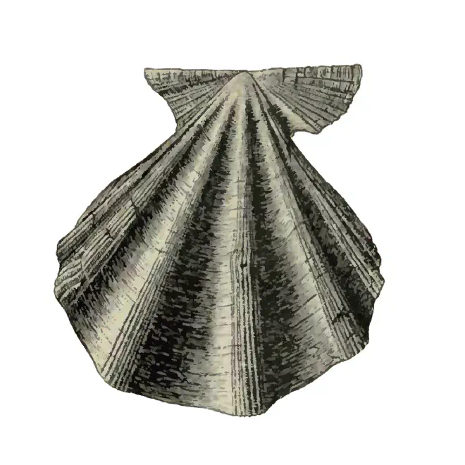 Specimen of Stralopecten caloosaensis figured by Dall (1898, pl. 29, fig. 12); 64 mm in length.