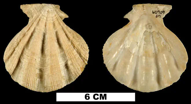 Stralopecten caloosaensis from the Early Pleistocene Caloosahatchee Fm. of Hendry County, Florida (UF 60609).