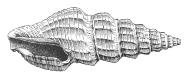 Specimen of Pyrgospira acurugata figured by Dall (1890, pl. 2, fig. 12); 21.2 mm in length.