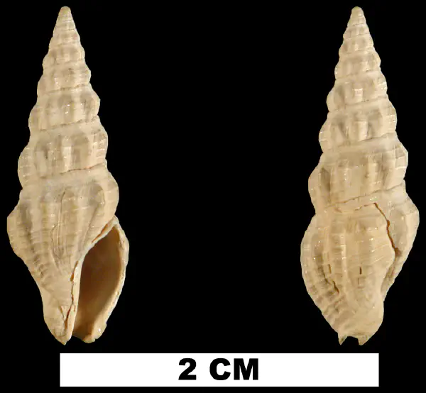Strictispira acurugata