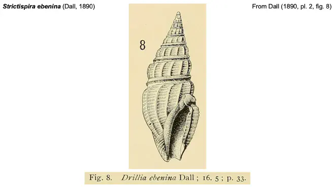 Illustration of Strictispira ebenina from Dall (1890).