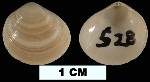 Strigilla mirabilis