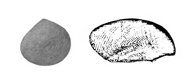 Specimen of Strigilla paraflexuosa figured by Gardner (1928, pl. 30, fig. 14 and 15); 7.8 mm and 6.3 mm in length, respectively.