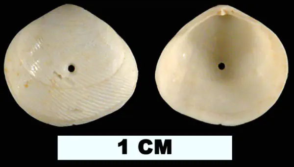 Strigilla paraflexuosa