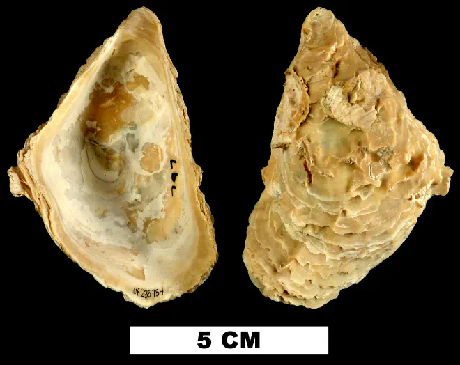 Striostrea paucichomata from the Late Pliocene Tamiami Fm. (Pinecrest Beds) of Collier County, Florida (UF 235754).
