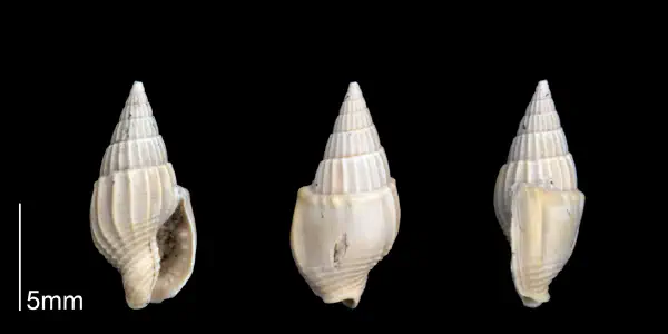 Strombina gunteri