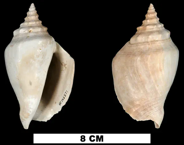 Strombus evergladesensis