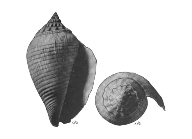 Specimen of Strombus floridanus figured by Mansfield (1930, pl. 13, fig. 9 and 10); 62 mm.