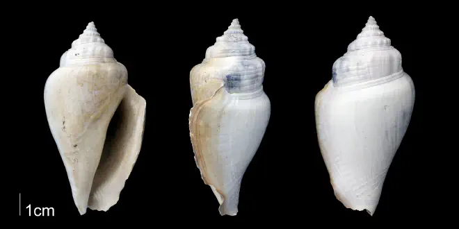 Strombus floridanus from the Late Pliocene Tamiami Fm. (Pinecrest Beds) of Sarasota County, Florida (PRI 70060).
