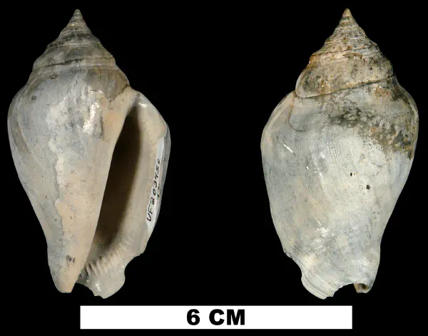 Strombus floridanus