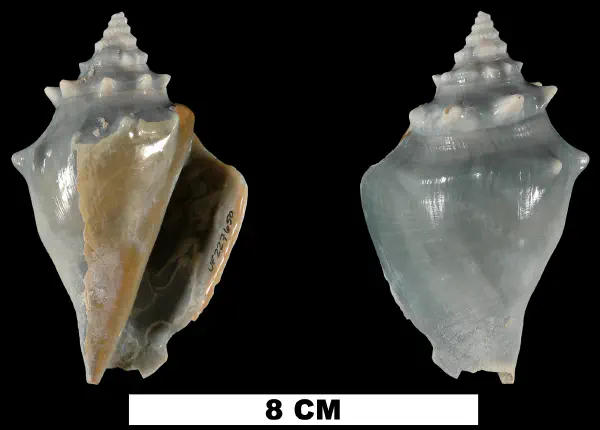 Strombus pugilis