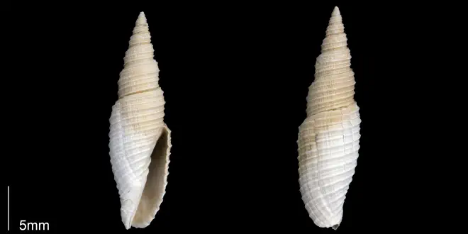 Subcancilla longa from the Late Pliocene Tamiami Fm. (Pinecrest Beds) of Sarasota County, Florida (PRI 70058).
