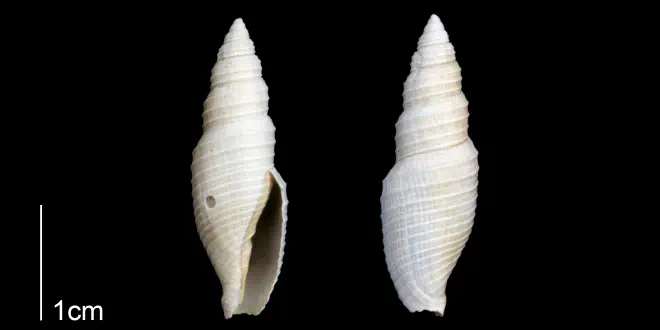 Subcancilla longa from the Late Pliocene Tamiami Fm. (Pinecrest Beds) of Sarasota County, Florida (PRI 70304).