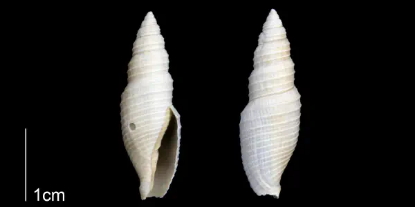 Subcancilla longa