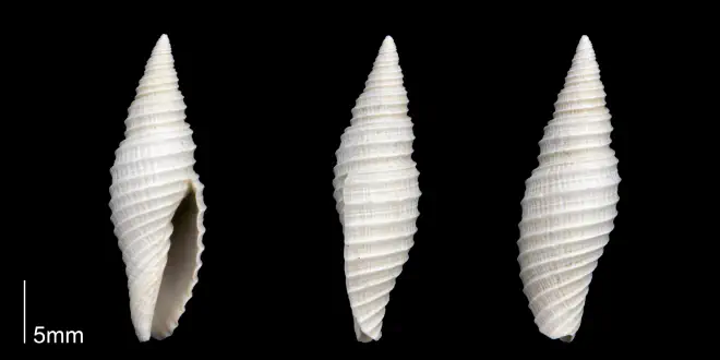 Subcancilla stephensoni from the Late Pliocene Tamiami Fm. (Pinecrest Beds) of Sarasota County, Florida (PRI 70303).