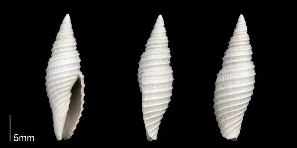 Subcancilla stephensoni