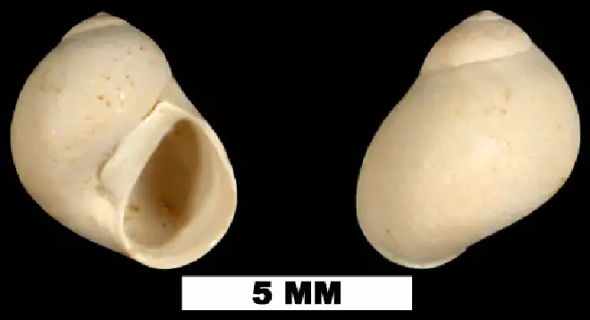Tectonatica pusilla from the Early Pleistocene Caloosahatchee Fm. of Hendry County, Florida (UF 98641).