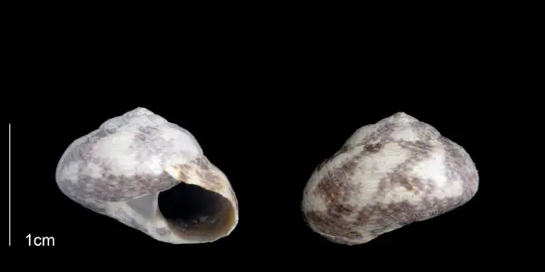 Tegula exoleta