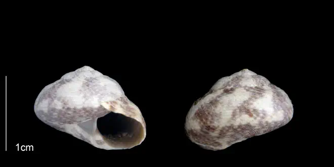 Tegula exoluta from the upper Pliocene Tamiami Fm. (Pinecrest Beds) of Sarasota County, Florida (PRI 70266).