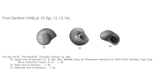 Teinostoma alexanderi (as "Pesudorotella" alexanderi) from Gardner (1948), pl. 25, figs. 12-14. Waccamaw Formation, Columbus County, North Carolina.