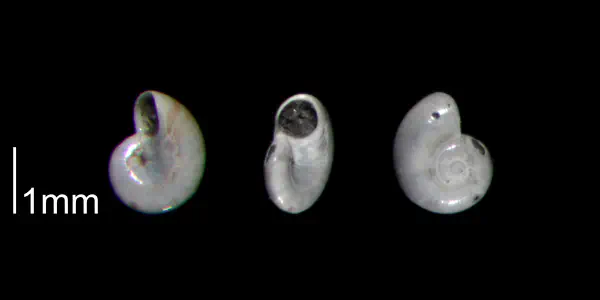 Teinostoma bushi