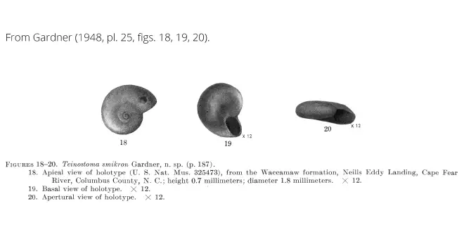 Teinostoma smikron from Gardner (1948), pl. 25, figs. 18-20. Holotype, USNM 325473. Waccamaw Formation, Columbus County, North Carolina.