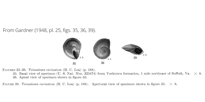 Teinostoma carinatum from Gardner (1948), pl. 25, figs. 35, 36, 39. USNM 325474. Yorktown Formation, Suffolk, Virginia.