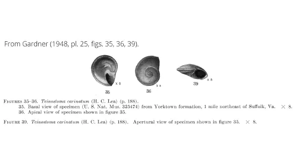 Teinostoma goniogyrus