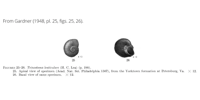 Teinostoma lenticulare from Gardner (1948), pl. 25, figs. 25, 26. ANSP 1567. Yorktown Formation, Petersburg, Virginia.