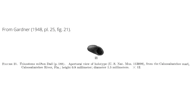 Teinostoma milium from Gardner (1948), pl. 25, fig. 21. Holotype, USNM 113098. Caloosahatchee Fm., Florida.