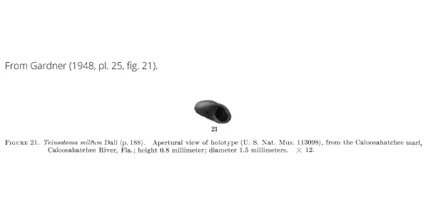 Teinostoma milium