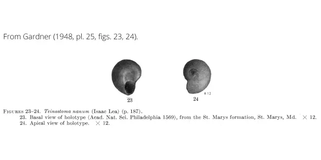 Teinostoma nanum from Gardner (1948), pl. 25, figs. 23, 24. Holotype, ANSP 1569. St. Marys Formation, St. Marys, Maryland.